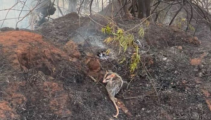  IAT orienta população sobre cuidados com animais vitimados por incêndios florestais